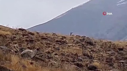 Tedavisi tamamlanan yaban keçisi yeniden özgür