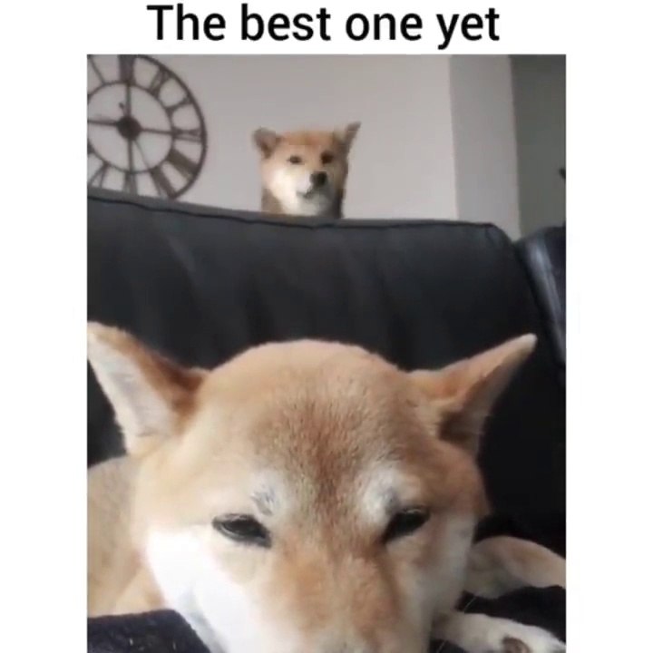 Cute baby animals Videos Compilation cutest moment of the animals Cutest Puppies #7