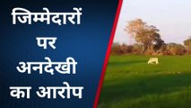 कानपुर देहात: किसानों के लिए आफत बन नजर आ रहे आवारा पशु, फसलों का हो रहा नुकसान