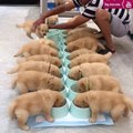 The last puppy was not actively eating Guess how many golden retrievers there are Funny Dog