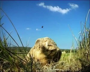 Minuscule - Se6 - Ep08 HD Watch HD Deutsch