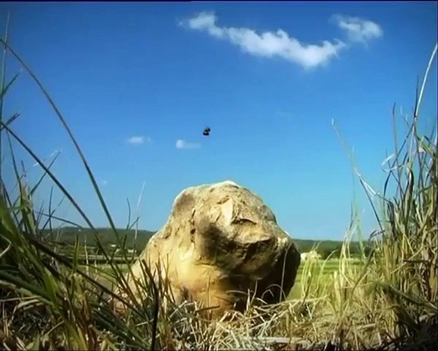 Minuscule - Se6 - Ep08 HD Watch HD Deutsch