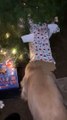 Golden Retriever Tries Opening His Gift