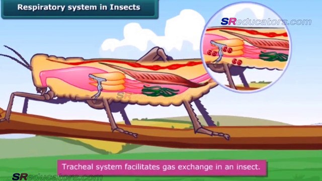 CLASS 7 BIOLOGY RESPIRATION IN ORGANISMS