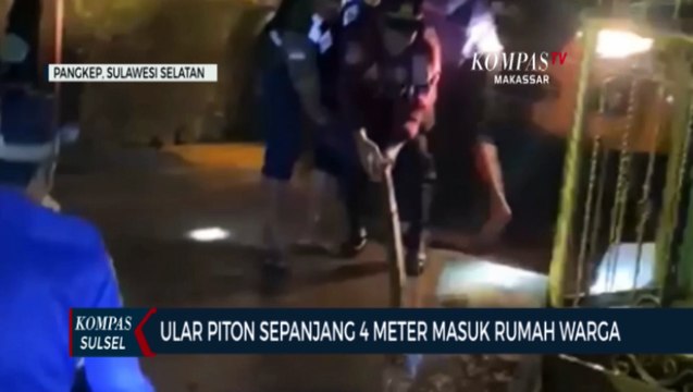 Ular Piton Sepanjang 4 Meter Masuk Rumah Warga
