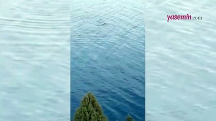 Van Gölü Canavarı geri mi döndü? Herkesi korkutan görüntüler...