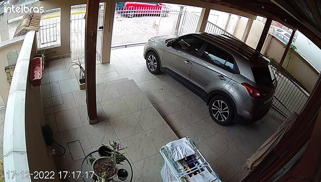 Cão é roubado, agredido e sofre eutanásia em Florianópolis; polícia investiga o caso