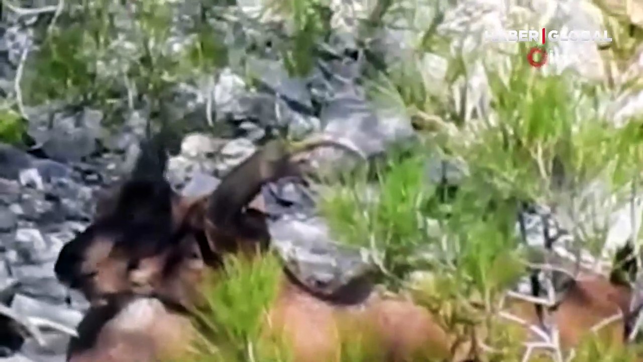 Nesli tükenme tehlikesi altında! Ormanlık alanda görüntülendiler