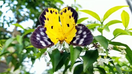 Nhạc thư giãn 015 - Bướm Hổ vàng đốm xanh (Dysphania militaris) trên cành Mai tiểu thư