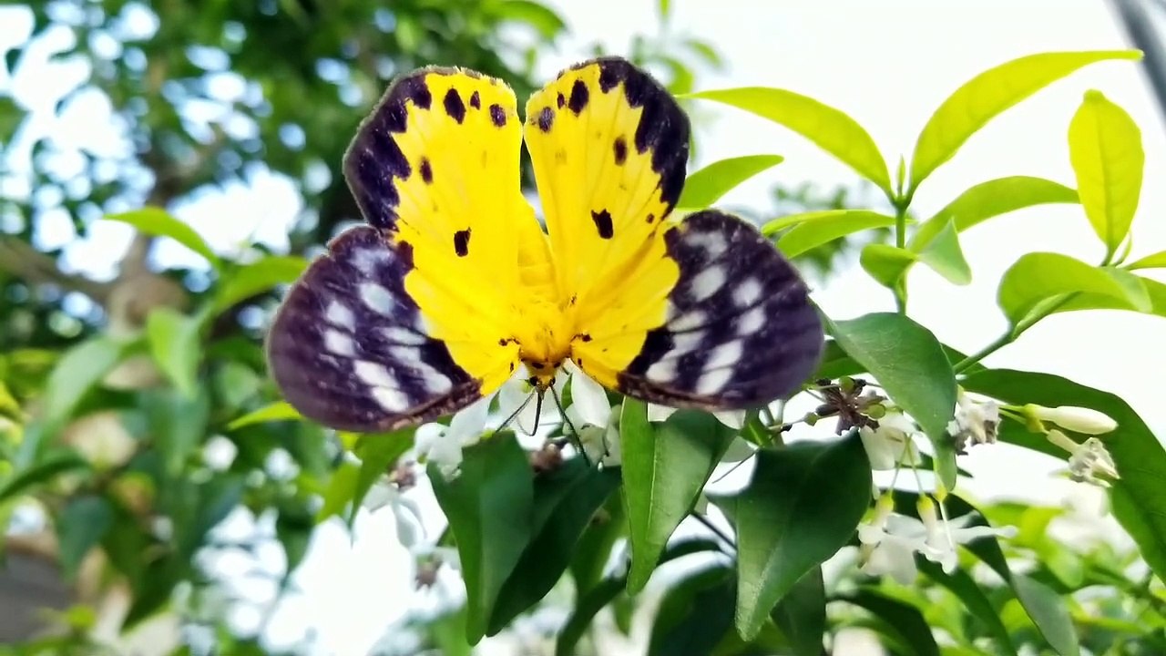 Nhạc thư giãn 015 - Bướm Hổ vàng đốm xanh (Dysphania militaris) trên cành Mai tiểu thư