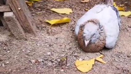 14 yıllık güvercini gözlerinin önünde titreyerek can verdi, o ise çaresizce izledi