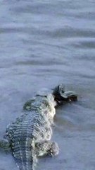 croc or python?  Turn the sound on for more noise than you probably want to  hear!