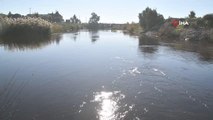 Büyük Menderes Nehri kirliliğine Bakanlık el attı