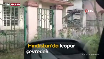 Hindistan'da leopar saldırısı: 13 yaralı