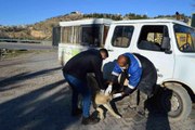 Besni'de sokak hayvanlarına kuduz aşısı yapılmaya başlandı