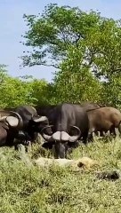 lion attacked by wild buffalo (2022) #shorts