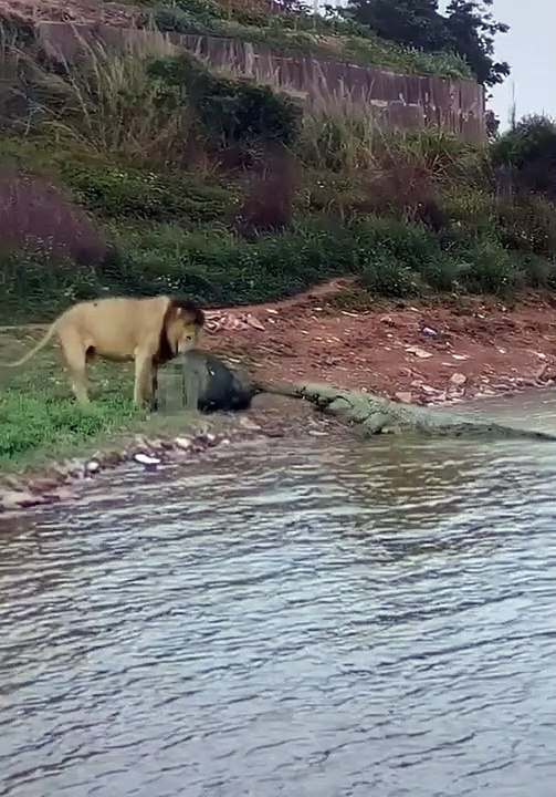 lion vs crocodile #shorts 2022