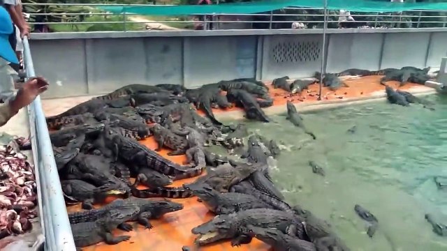 One Of The Bigest Crocodile Farm In Thailand Thai Crocodile Farm Crocodile Farming Croc Farm