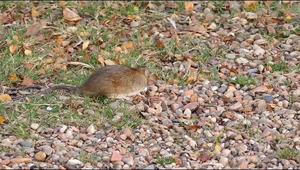 Cute Rodent Beautiful Short Video   Animal's Galaxy   2021    #Shorts