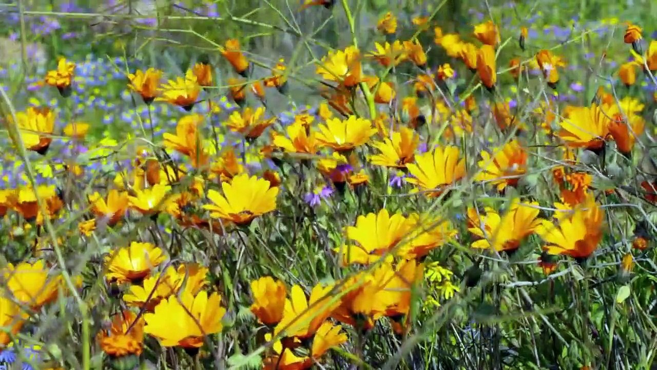 H20 - The Molecule That Made Us - Se1 - Ep01 - Pulse HD Watch HD Deutsch