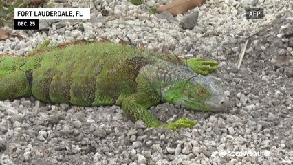 Cold conditions cause iguanas to freeze and fall from trees in Florida