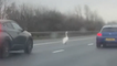 Brave swan takes a daring walk - by strolling into oncoming traffic on M62