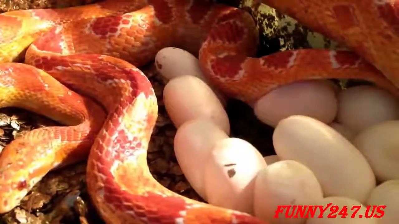 Snake Breed Mating And Laying Eggs -animals in the world