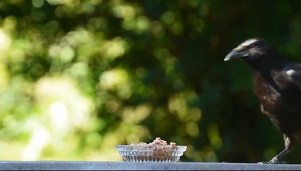 Raven Bird Eating Food   Animal's Galaxy   2021   #Shorts