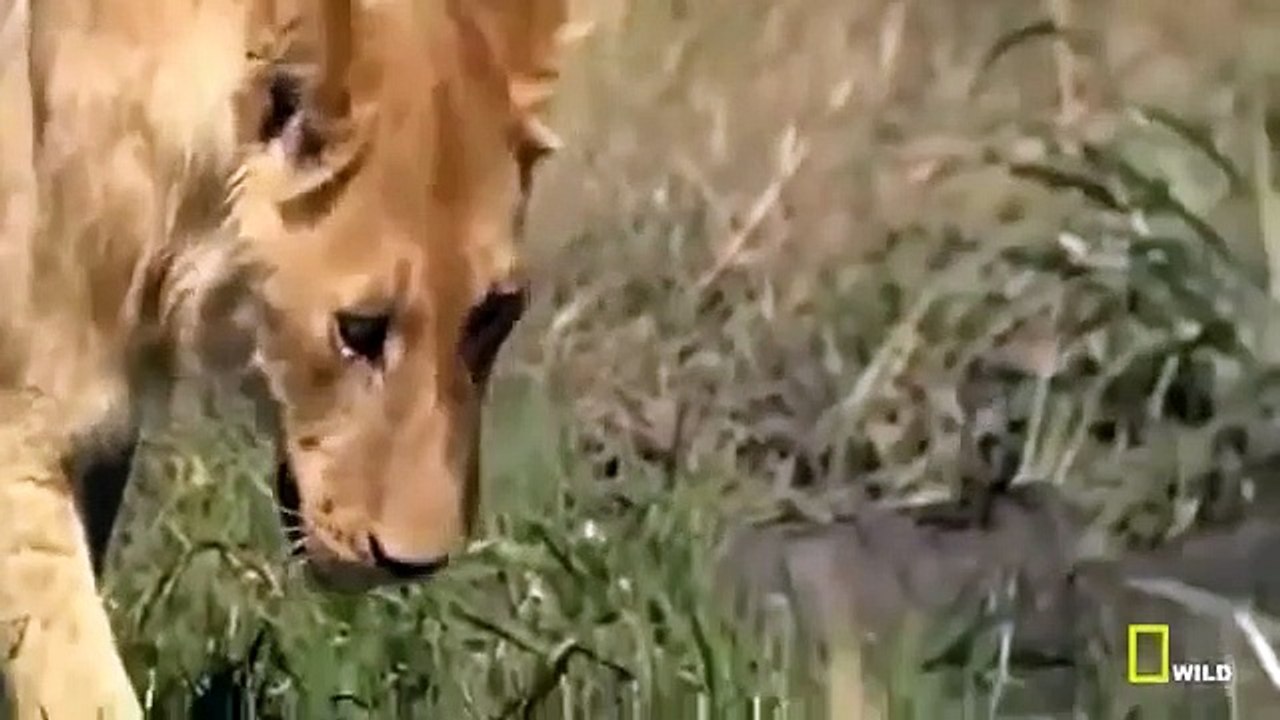 Lion vs Buffalo -National Geographic Documentary- Wildlife Animal