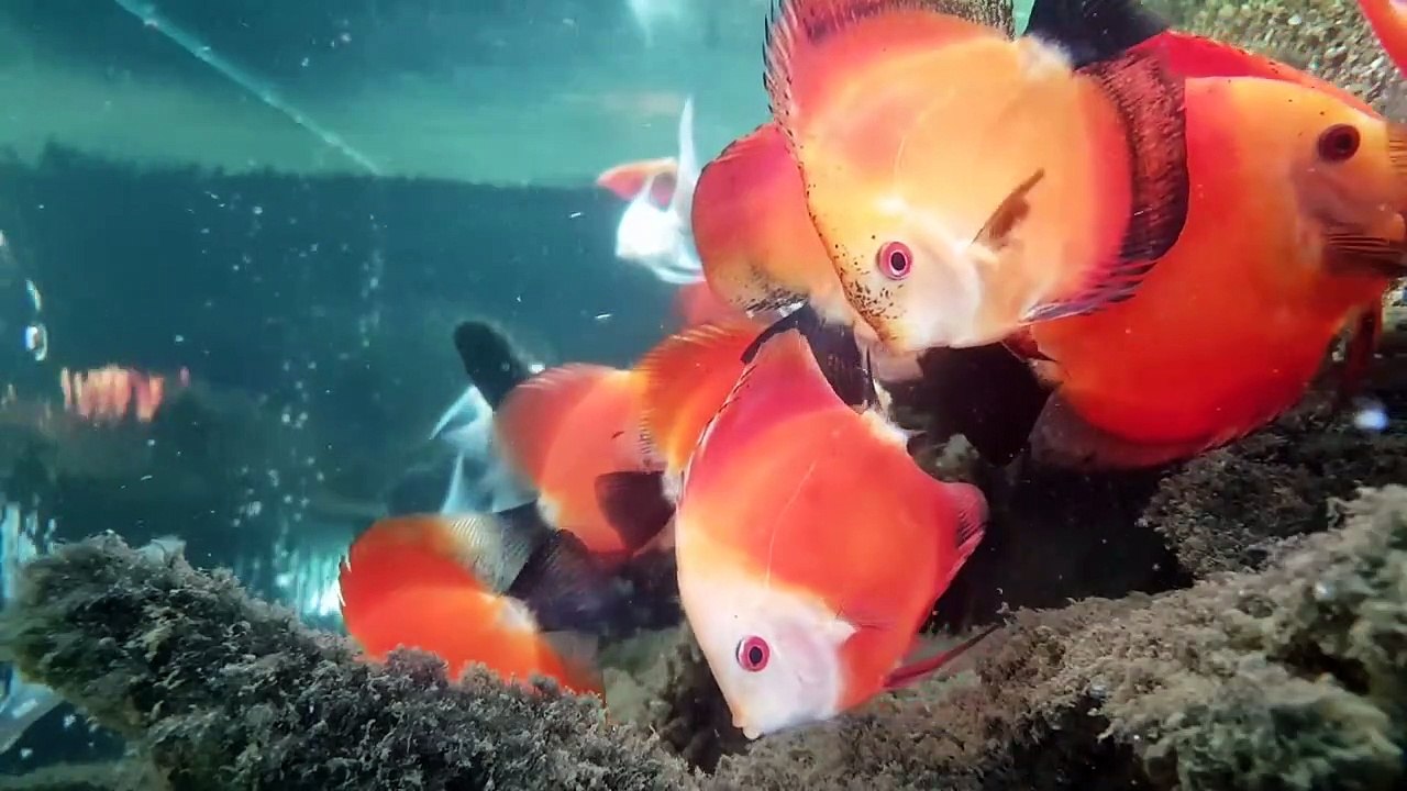 Best freshwater aquarium fish combination   Red Discus fish tank