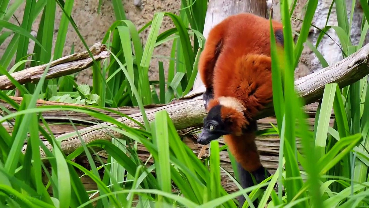 4K Ultra HD Video of Wild Animals - 1 HR 4K Wildlife Scenery with