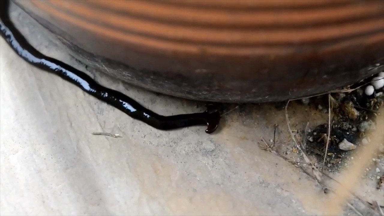 Bipalium Amazing Video   HD Video of Wild Animals   Beautiful Animal Videos   2021    #Shorts