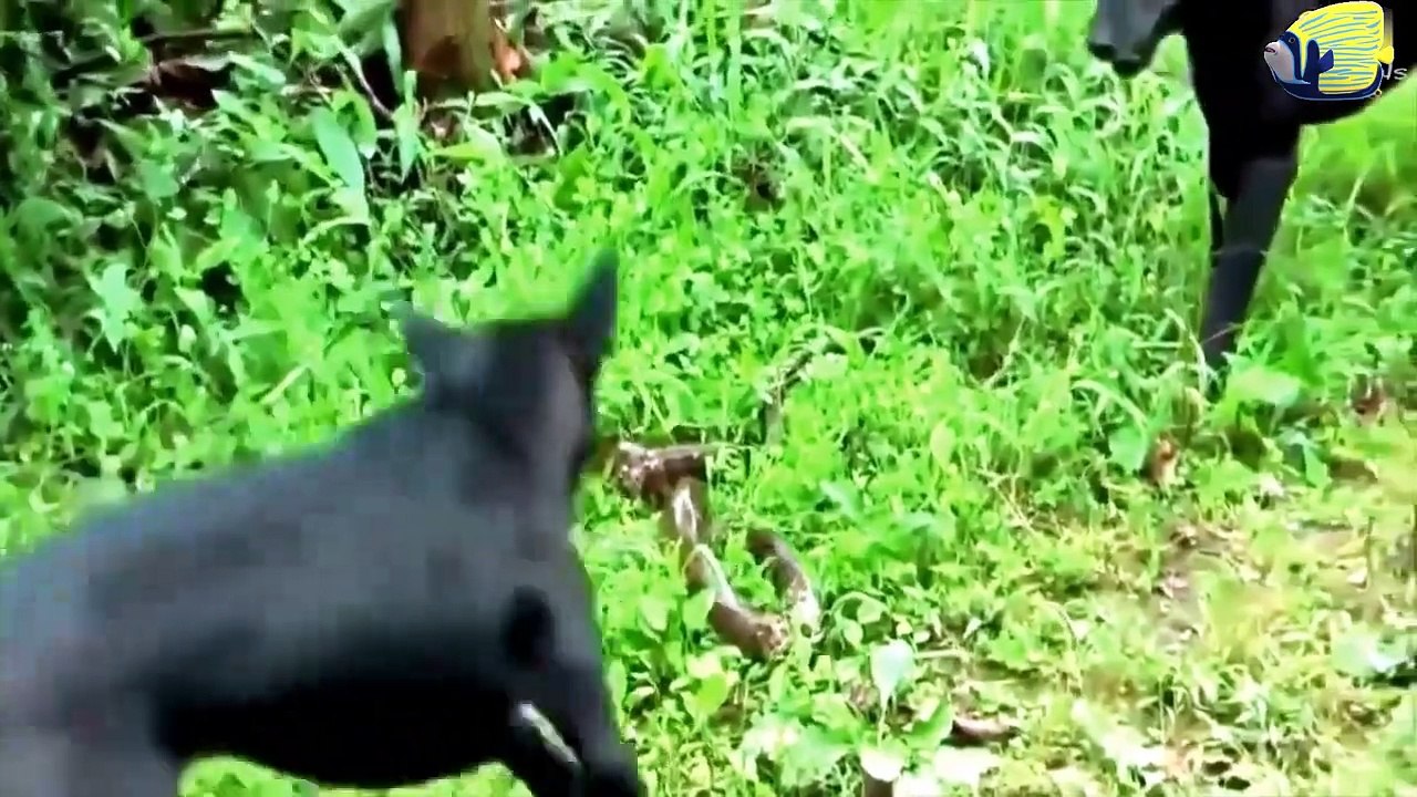 Dog VS Snake Amazing Fight   Two Black Dogs Try to Kill Snake   Dog VS Cobra   Animal's Galaxy  2021 (2)