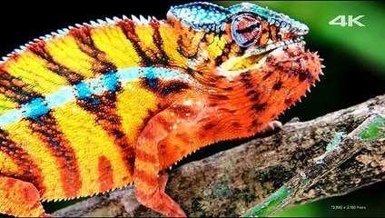 Amazing Wild Animals Video   Beautiful Wild Animals Ultra HD Video   HD Video of Wild Animal #Shorts