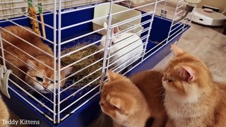 Hungry kittens came to the rabbit -  He generously treated them to hay