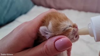 I RESCUING a newborn KITTEN who cannot drink his mother's milk
