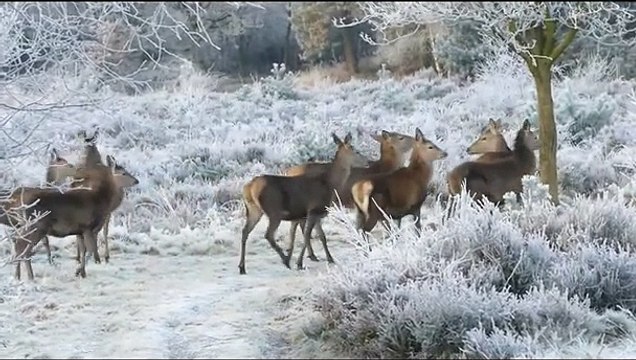 Reindeer Herd Walking On The Freezing How Do Reindeer Survive Freezing Arctic Winters #Shorts