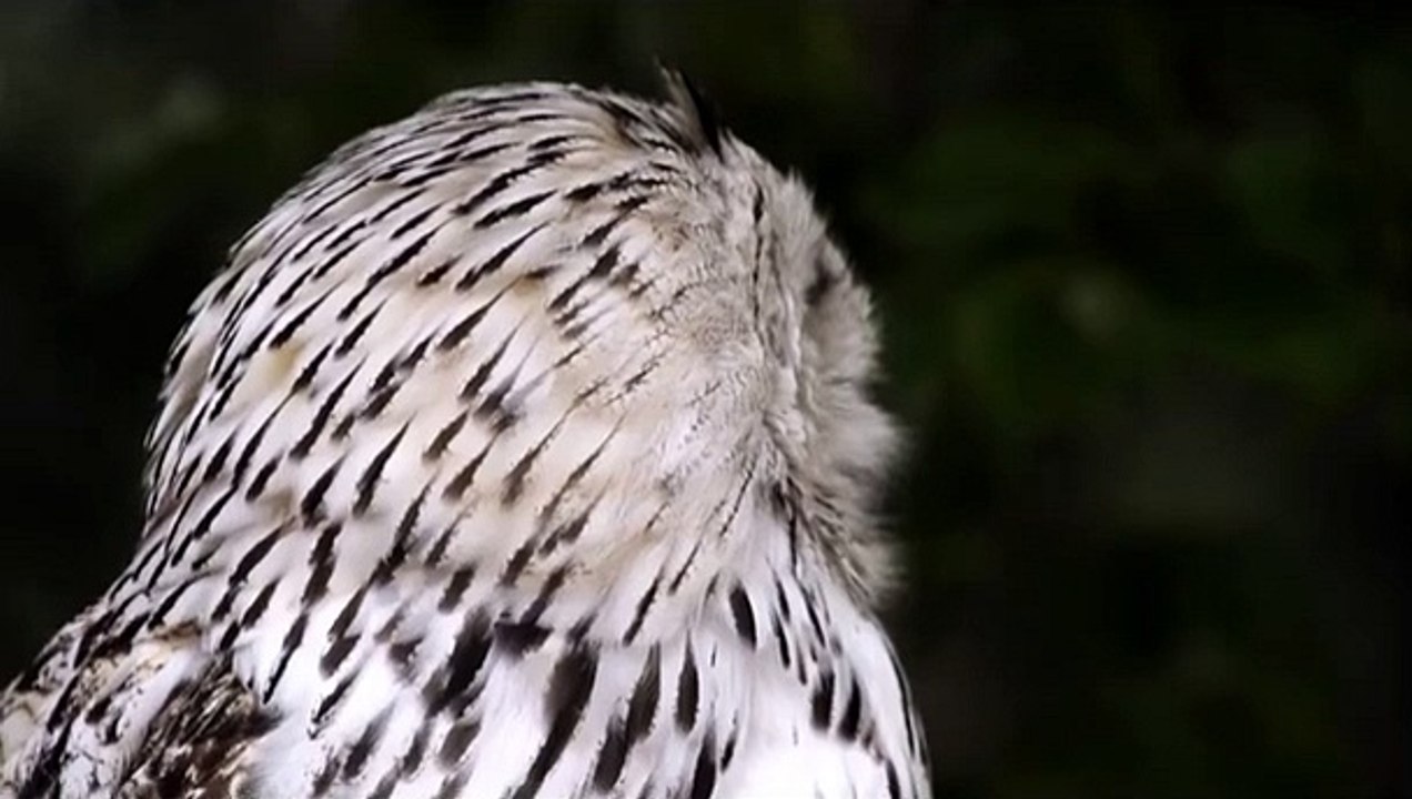 Most Beautiful White Owl Amazing Animal Video   Amazing Owl Eyes   2021   #Shorts