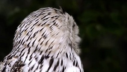 Most Beautiful White Owl Amazing Animal Video   Amazing Owl Eyes   2021   #Shorts