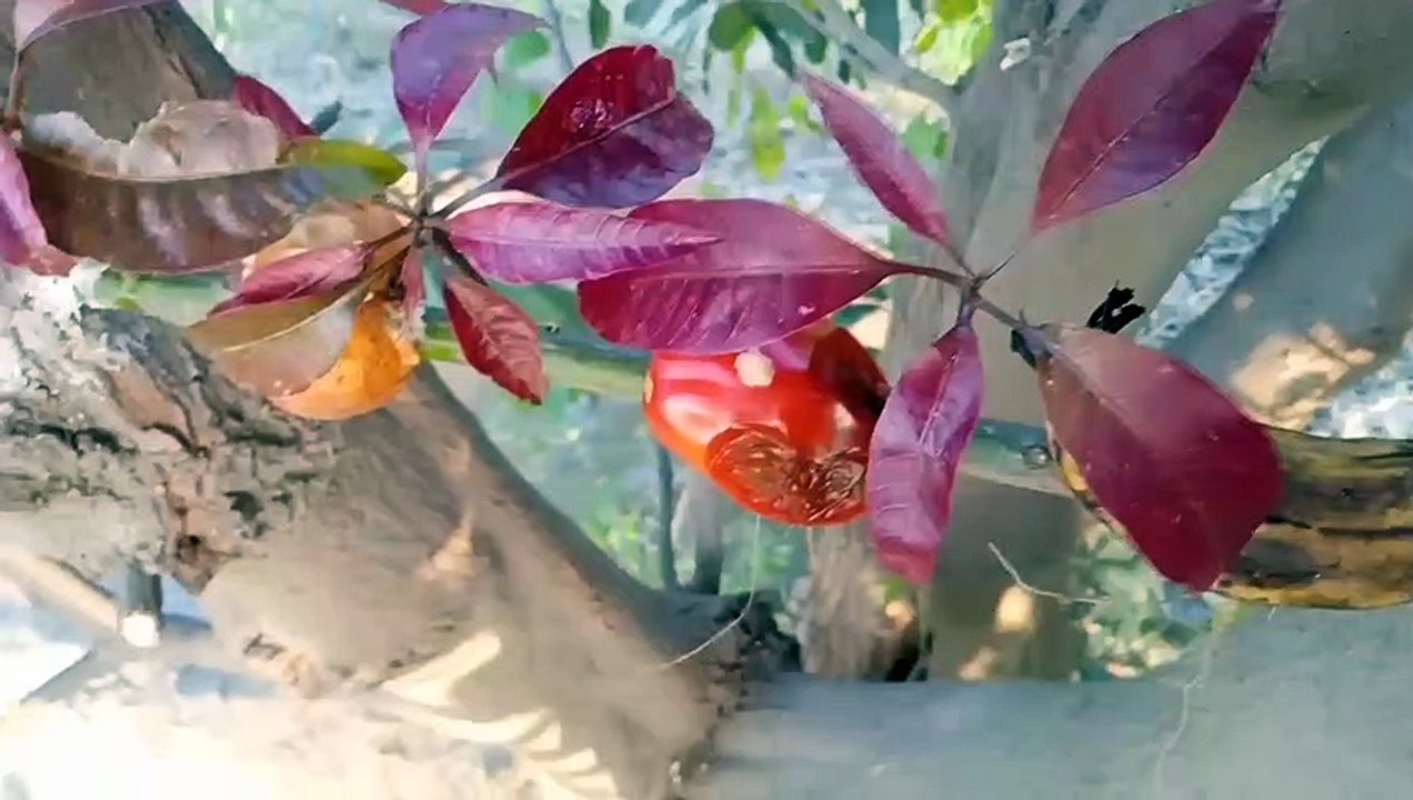 How To Grow Mango Tree Cutting