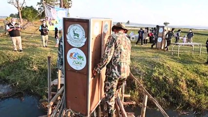 إعادة إدخال طيور من نوع مهدد بالانقراض إلى الطبيعة التايلاندية