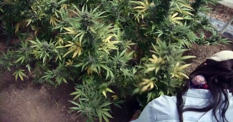 Freeland (2020) Watch HD HD Deutsch