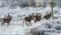 Reindeer Herd Walking On The Freezing   How Do Reindeer Survive Freezing Arctic Winters   #Shorts