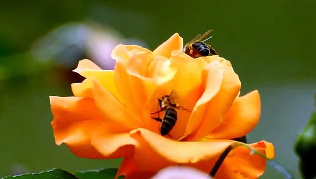 How Bees Collect Nectar To Make Honey   Bees on Flowers   Bees and Flowers   Animal's Galaxy #Shorts