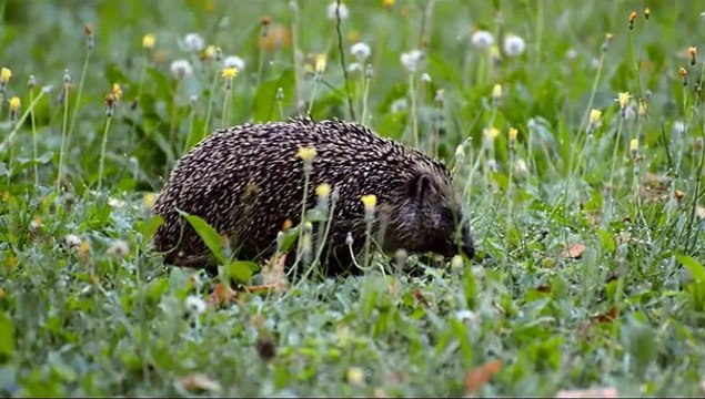 Hedgehog Make Cute But Challenging Pets Hedgehog Animal's Galaxy 2021 #Shorts (2)