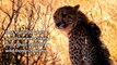 Amazing Cheetah Facts   Cheetah is the World's Fastest Land Animal   Cheetah   Animal's galaxy (2)