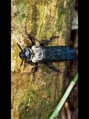 Feathers Wet Blue Fly Is Trying To Fly   Beautiful Viral Blue Fly Amazing Video   Animal's Galaxy