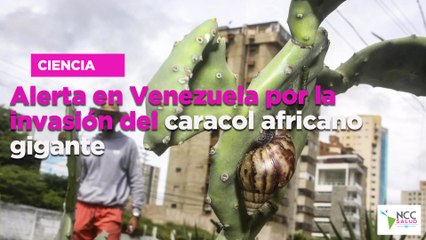 Alerta en Venezuela por la invasión del caracol africano gigante