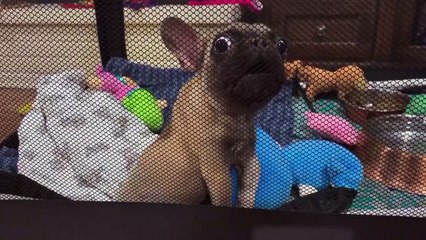 Amanda to the Rescue - Se2 - Ep10 HD Watch HD Deutsch