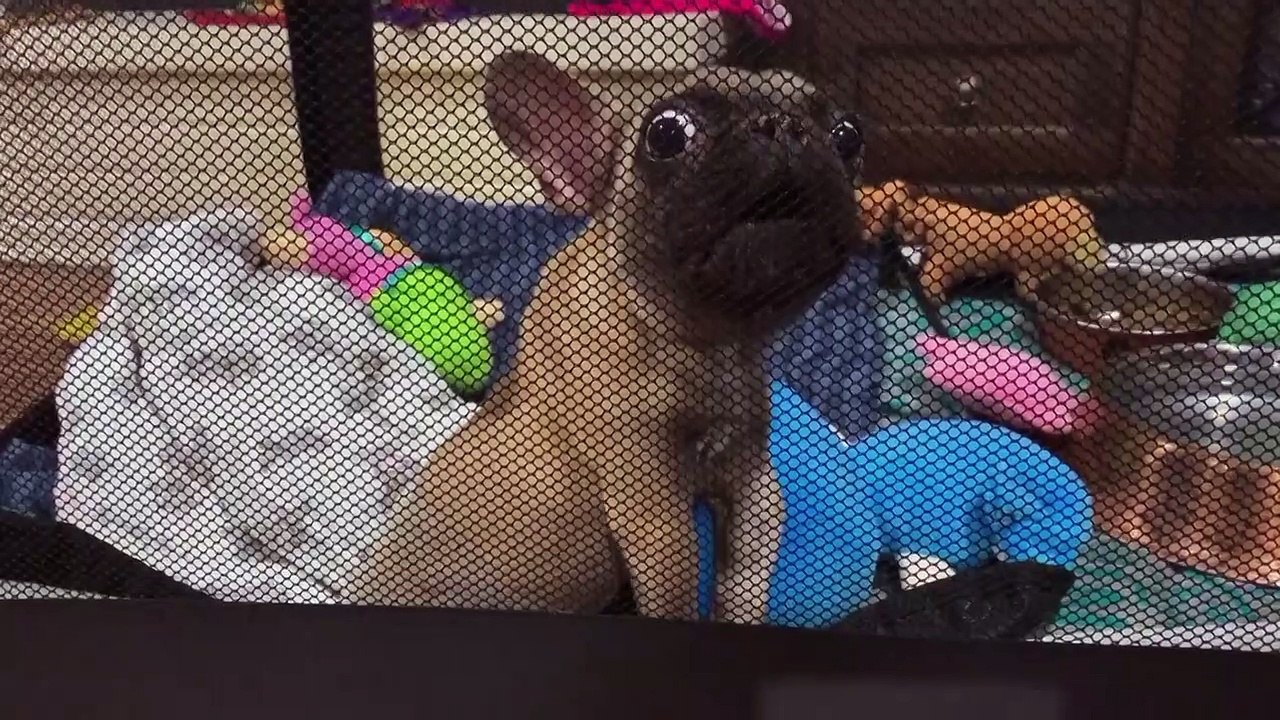 Amanda to the Rescue - Se2 - Ep10 HD Watch HD Deutsch